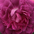 Fialová - Gallica ruža - Cardinal de Richelieu